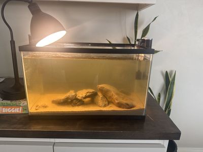 10-Gallon Aquarium with Filters, Decor & 4 Hermit Crabs - Complete Setup!