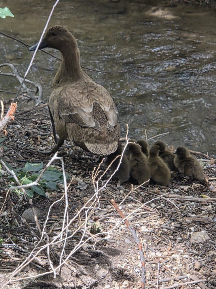 Kahki Cambell Ducklings