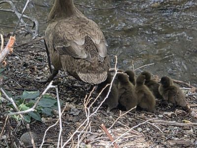 Kahki Cambell Ducklings