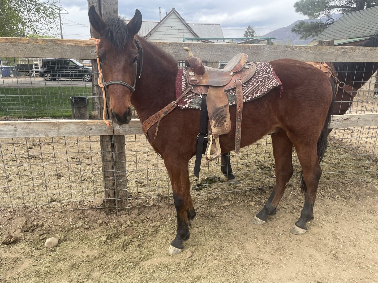 Green Broke 2 Year Old Gelding