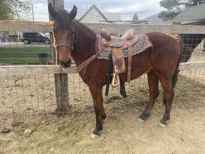 Green Broke 2 Year Old Gelding