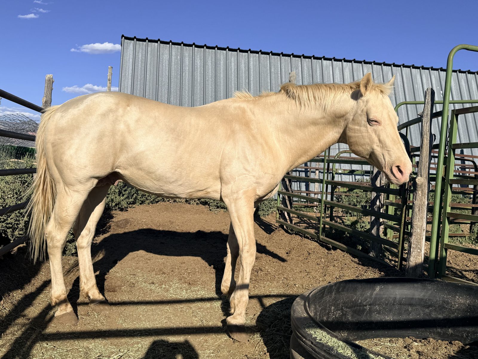 2006 AQHA Perlino Stallion