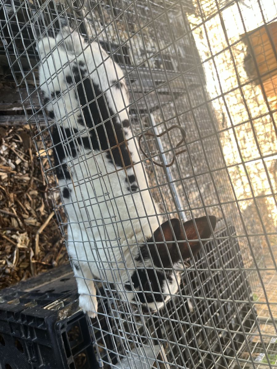 Dwarf mix buck