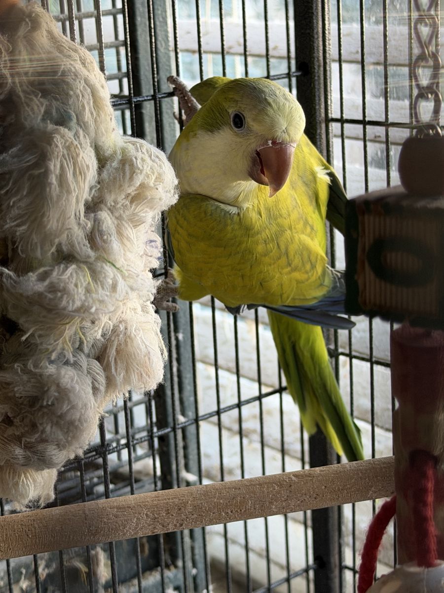 Proven pair of Opaline Quakers