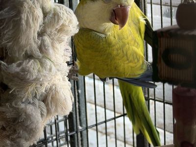 Proven pair of Opaline Quakers