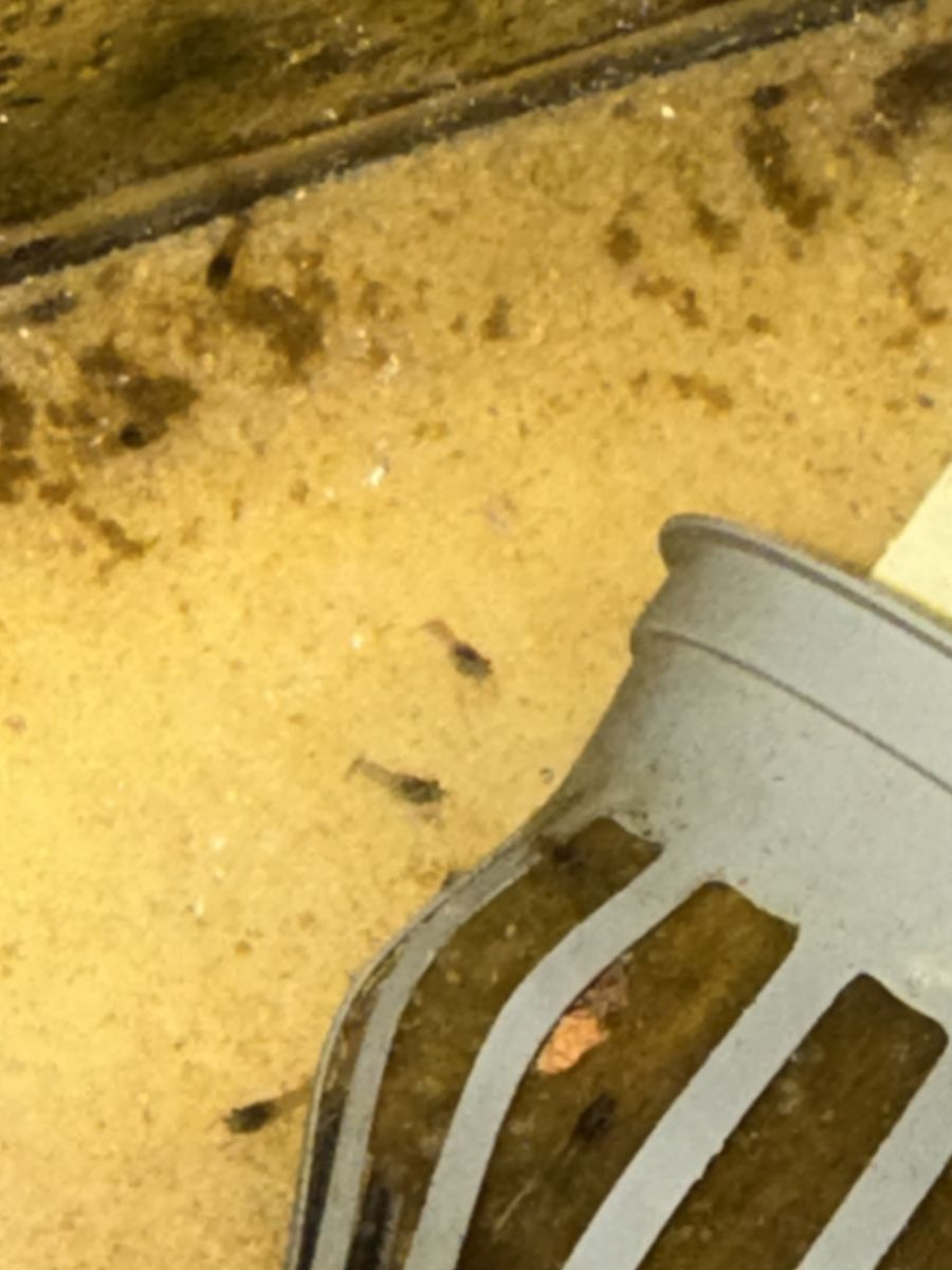 Marbled Crayfish Larva