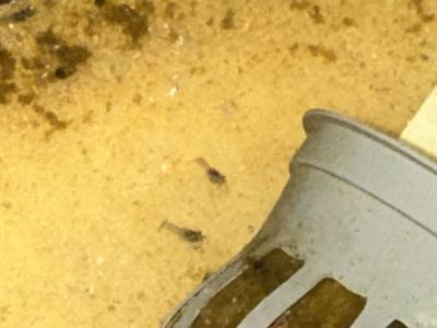 Marbled Crayfish Larva