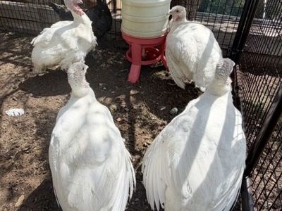 TURKEYS