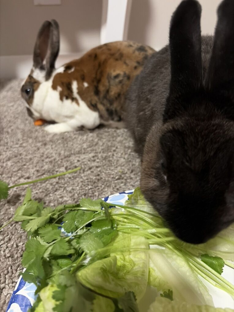 Cosmo And Butterscotch