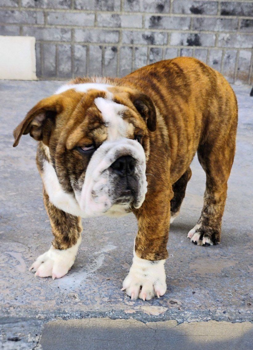 AKC English Champion Bulldog Puppy