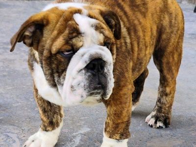 AKC English Champion Bulldog Puppy