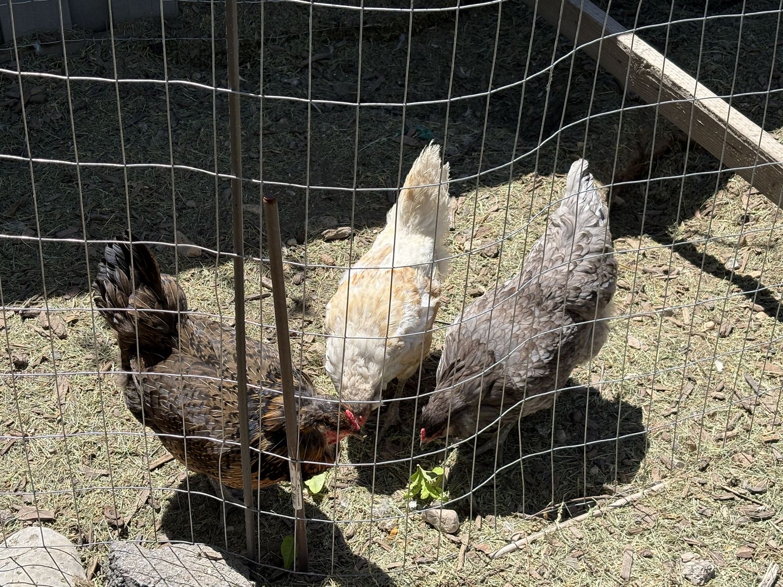 Giving away 3 Easter Egger hens (2 years old)