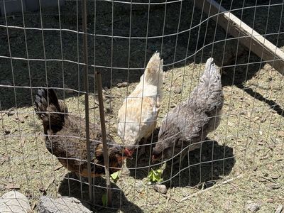 Giving away 3 Easter Egger hens (2 years old)