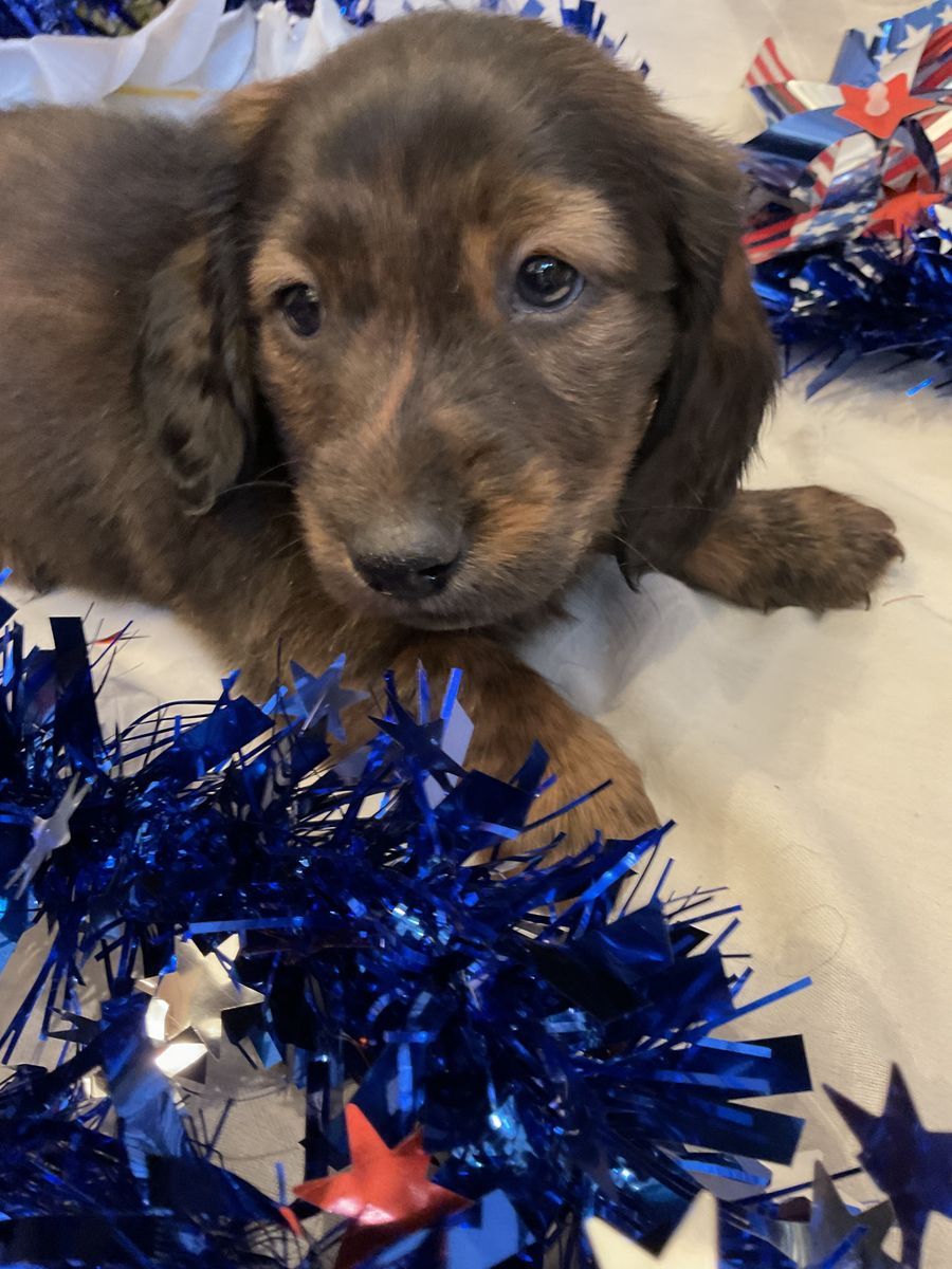 AKC Long Hair Male Dachshund