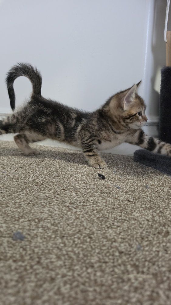 Bengal/maincoon kittens
