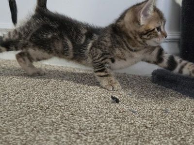 Bengal/maincoon kittens