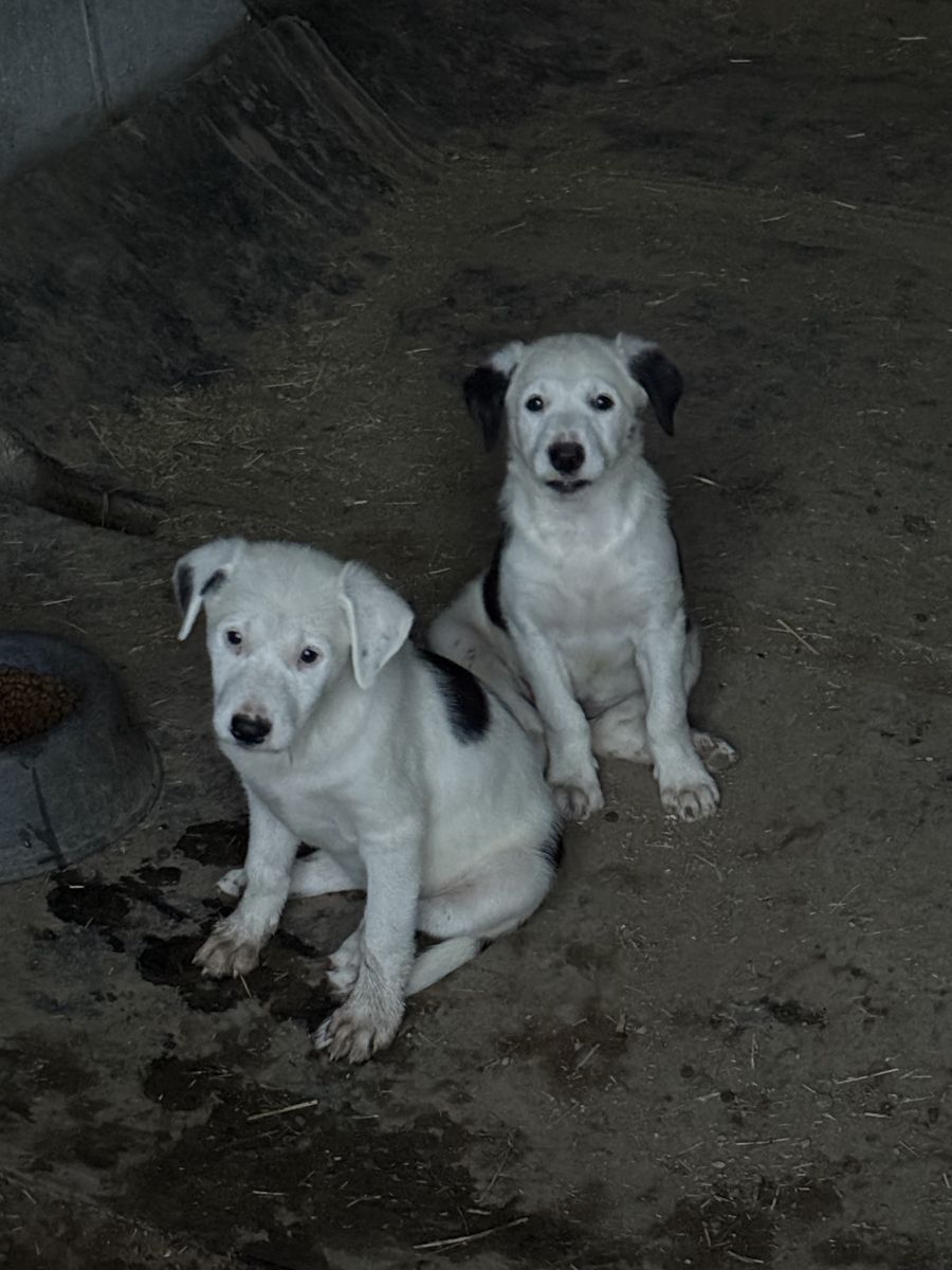 Border Collie Puppies