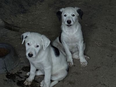 Border Collie Puppies