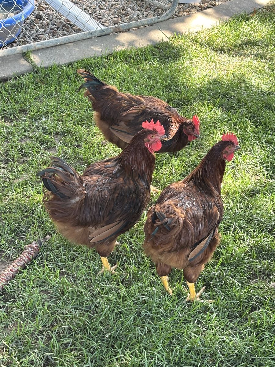 Roosters