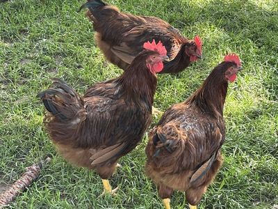 Roosters