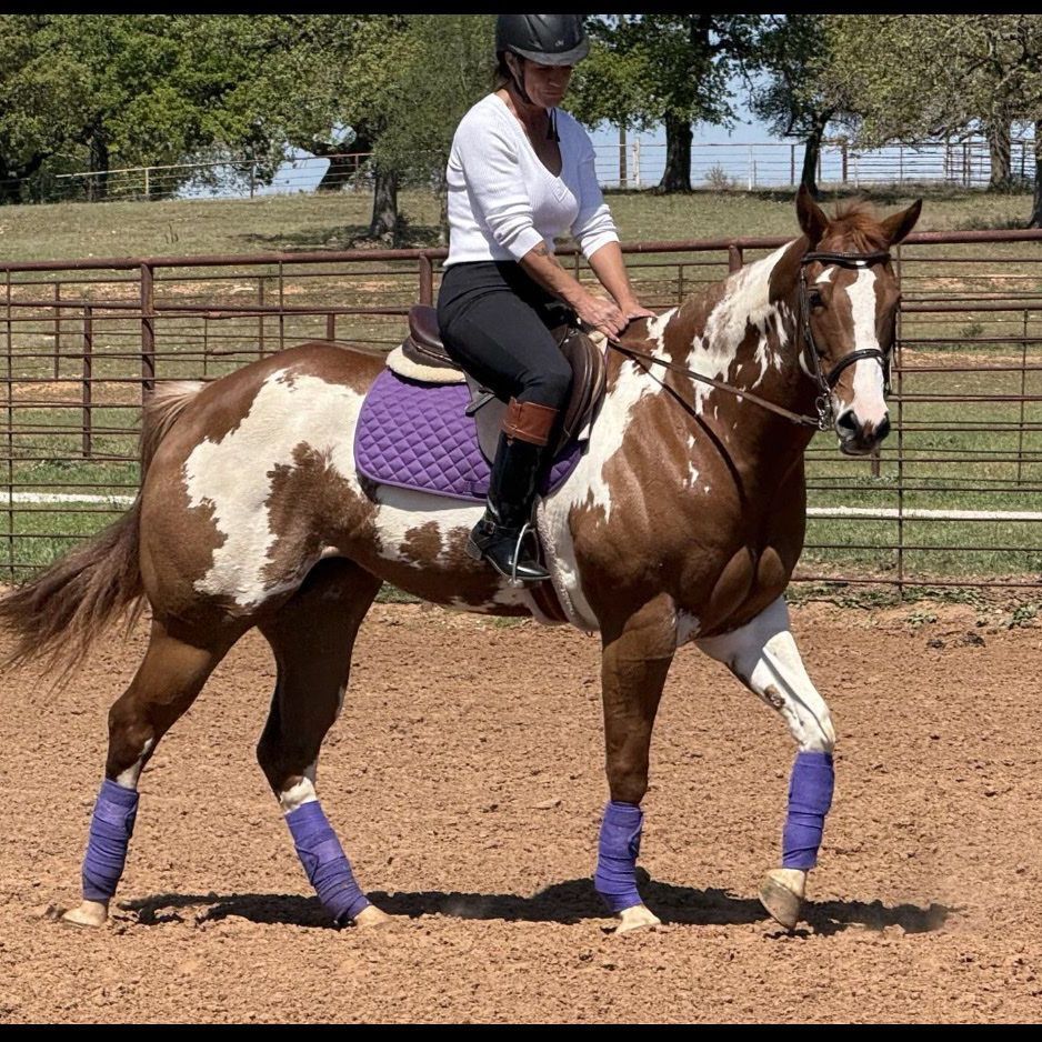 APHA Overo Paint Mare and Grade Sorrel Gelding