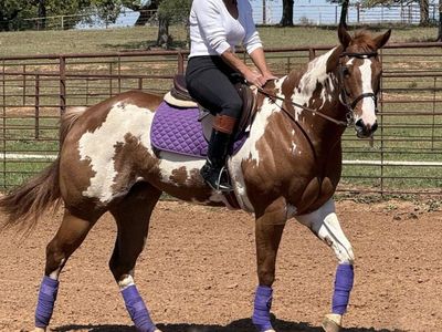 APHA Overo Paint Mare and Grade Sorrel Gelding