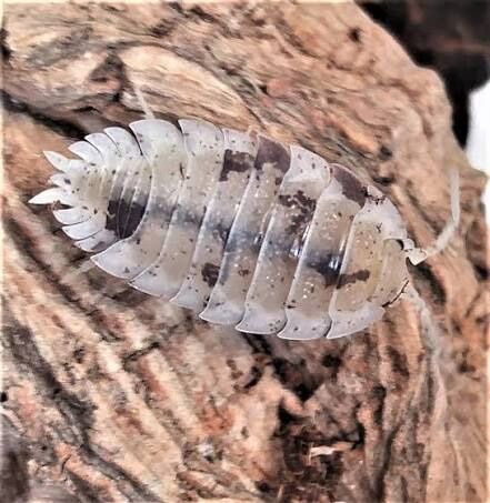Dalmation Isopods 10 For $10