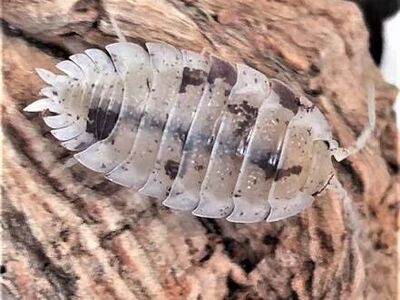 Dalmation Isopods 10 For $10