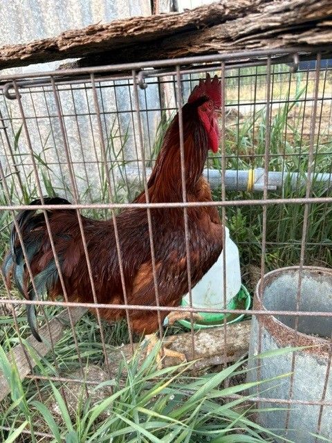 Rhode Island Red rooster proven breeder