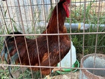 Rhode Island Red rooster proven breeder