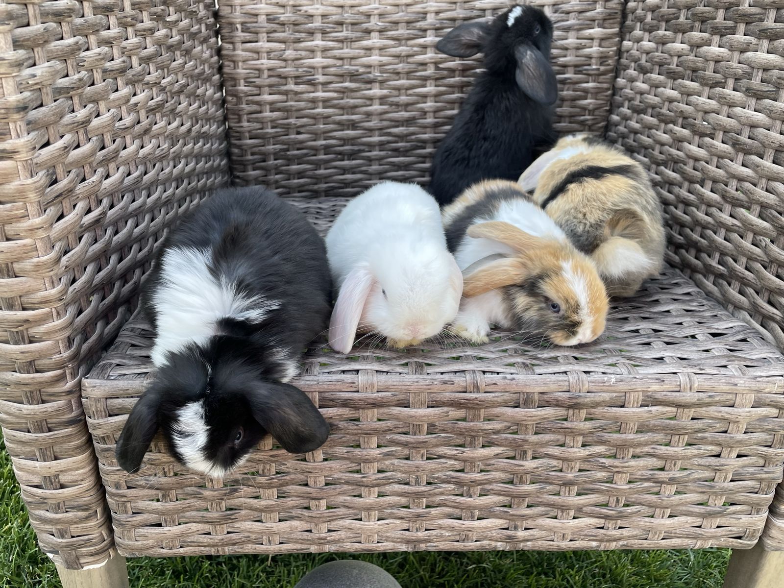 Purebred Holland Lops