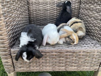 Purebred Holland Lops