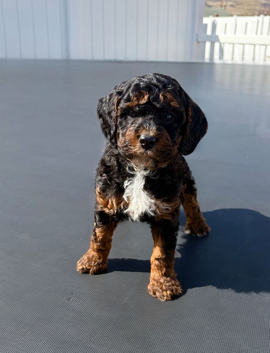 AKC Mini Poodles tri Color Health Tested