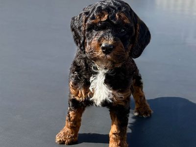 AKC Mini Poodles tri Color Health Tested