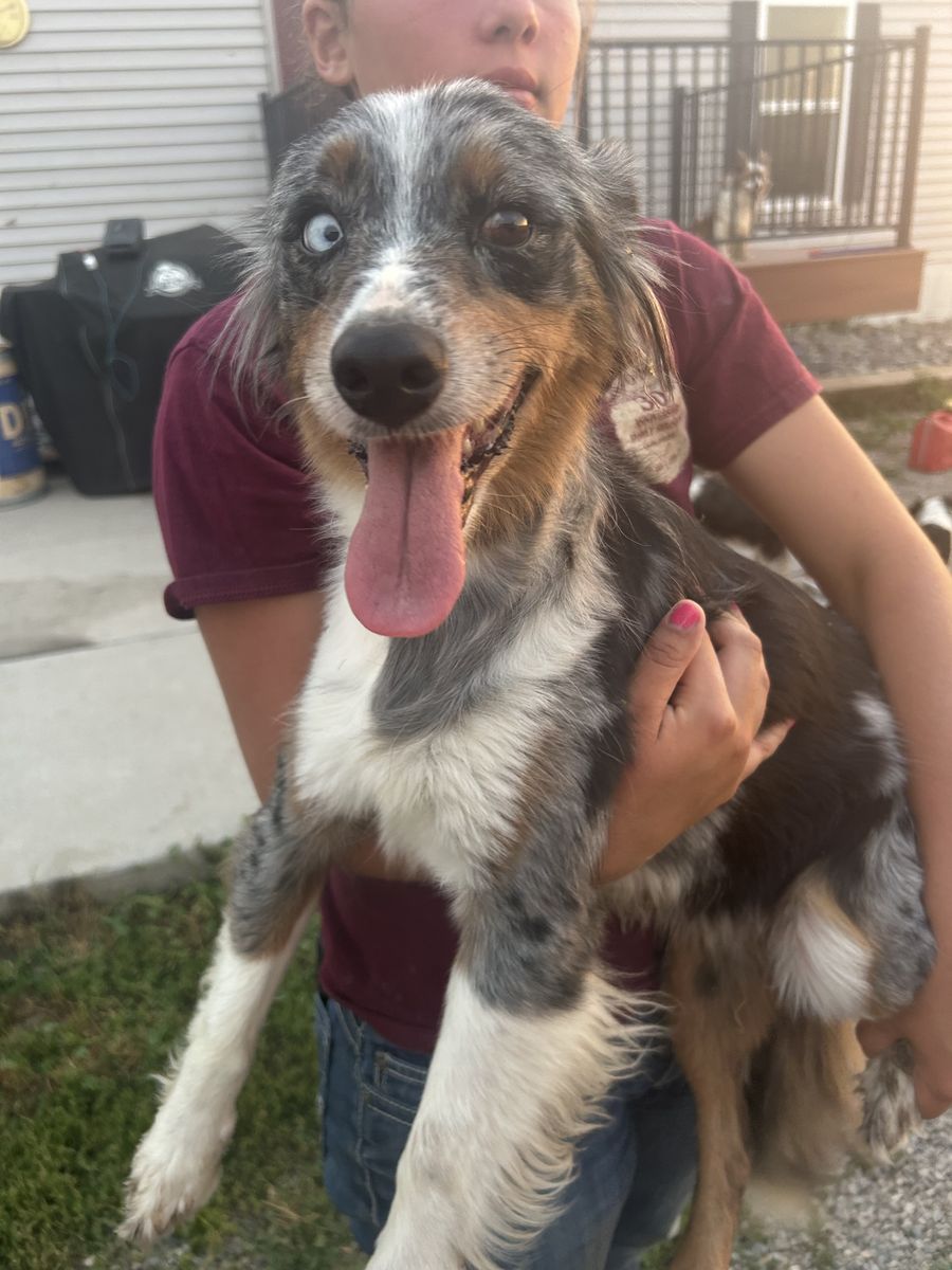 Free mini Australian Shephard