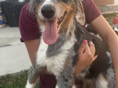 Free mini Australian Shephard