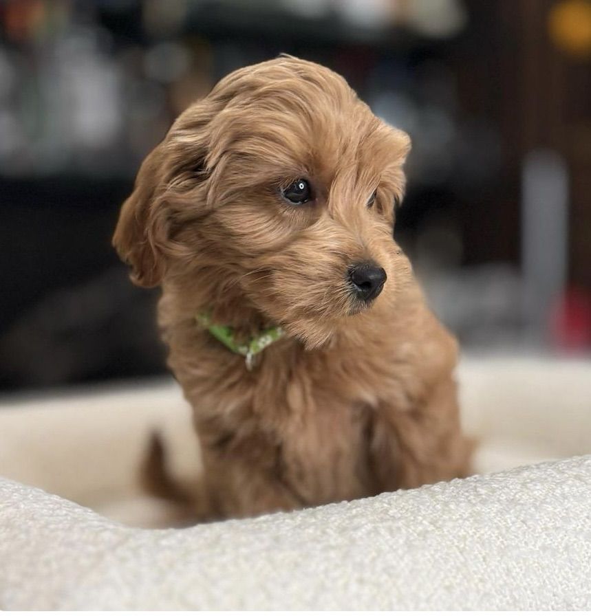 Darling Kennel Trained Mini Goldendoodle Puppies