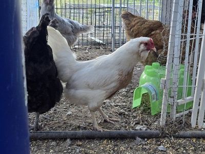 laying hens
