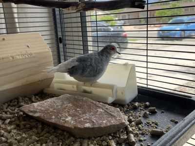 Male Diamond Dove