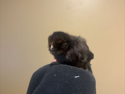 Straight run Olive egger chicks