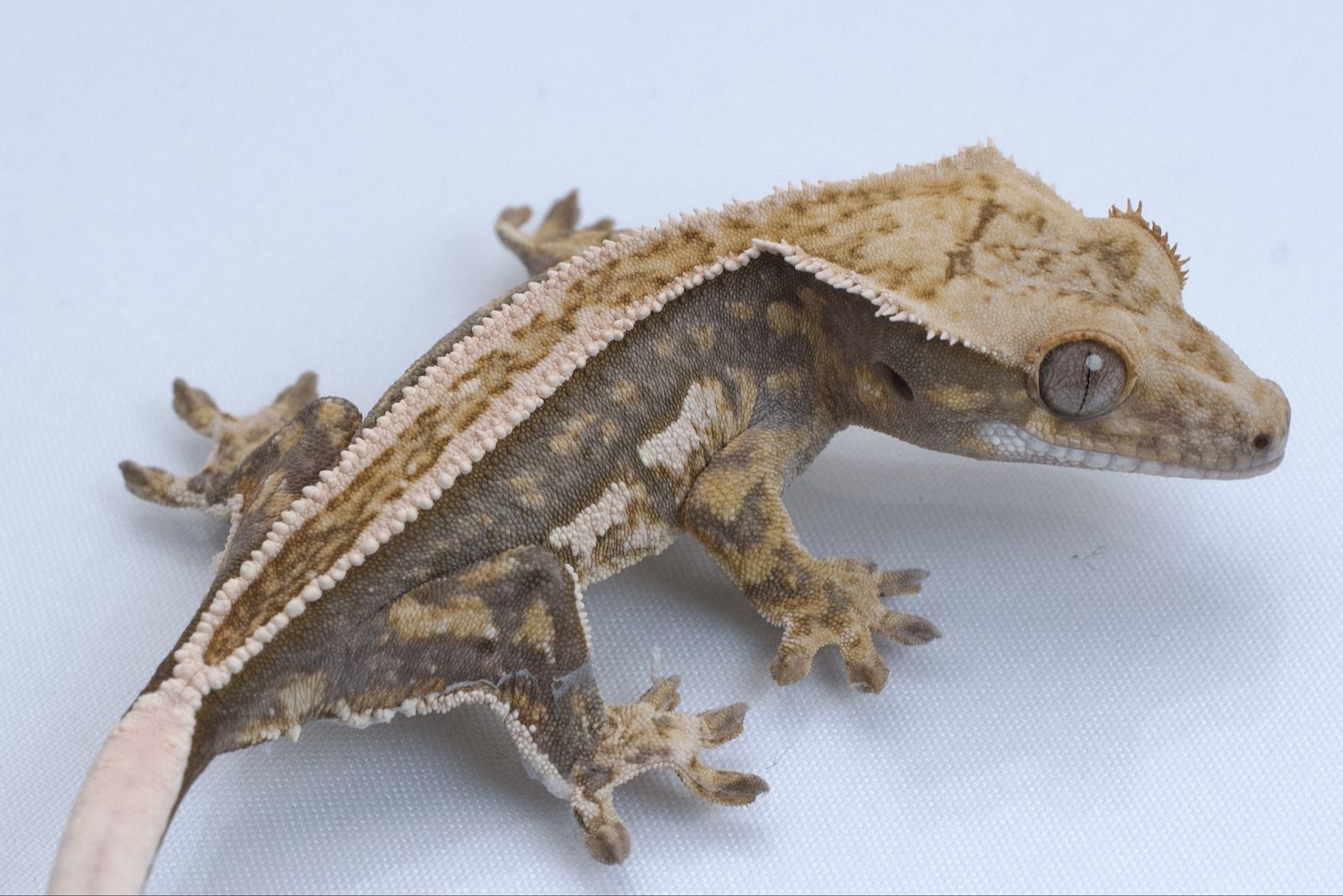 Young Crested Gecko