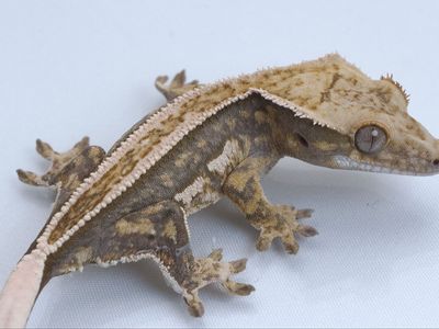 Young Crested Gecko