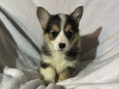 DNA Tested Triple Clear - AKC Corgi Pups