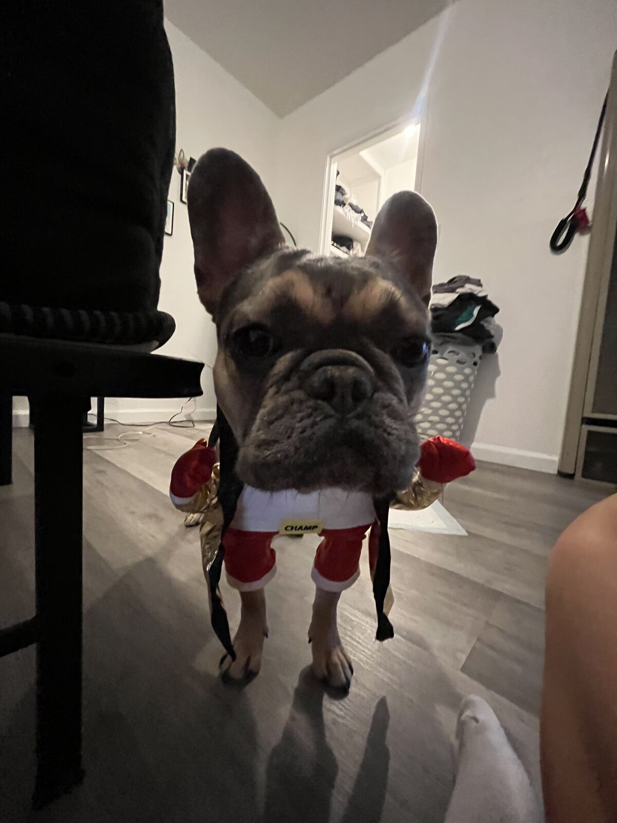 Frenchie (French Bulldog)
