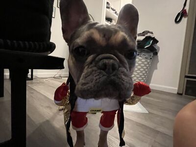 Frenchie (French Bulldog)
