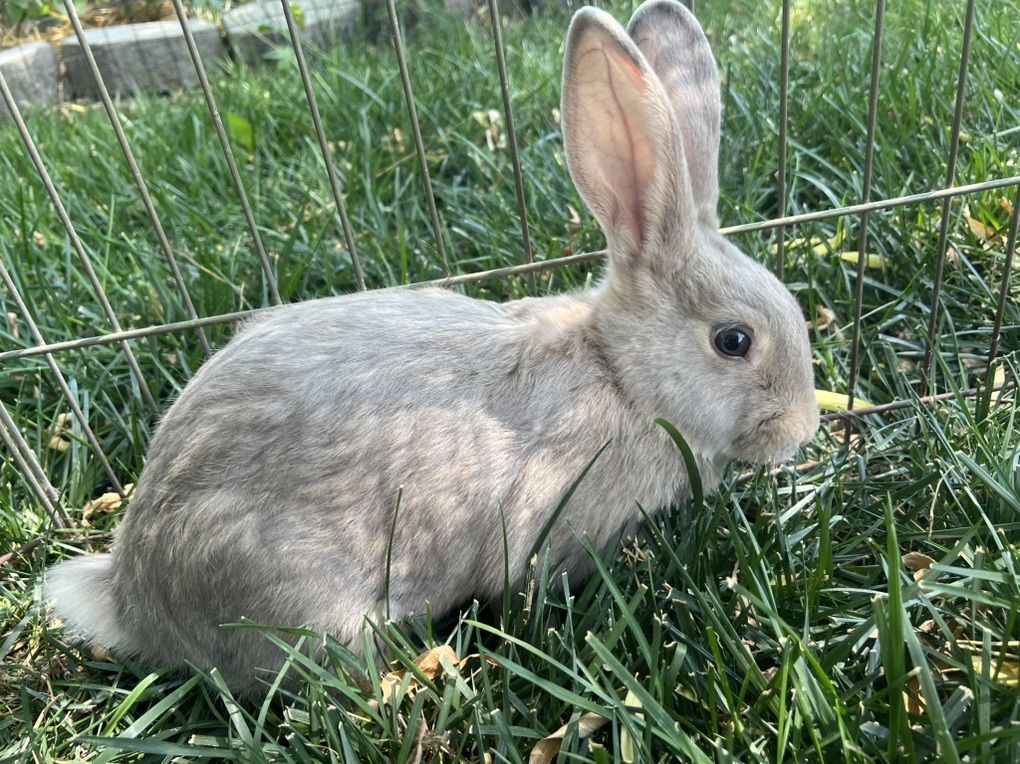 Purebred New Zealand Rabbits