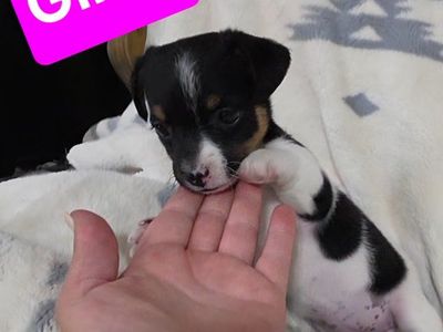 Shorty Jack Russell/Rat Terrrier crossbreed puppies