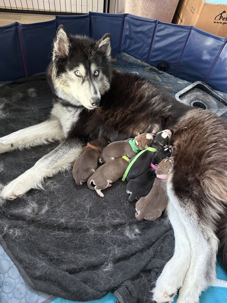 AKC Siberian Husky Puppies