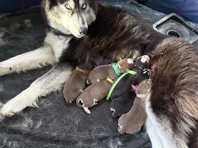 AKC Siberian Husky Puppies