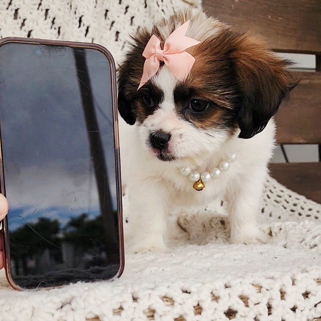 Sweet Shorkie imperial shih tzu yorkie mix 